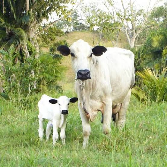 ஆடு, மாடு, வாங்க விற்க அணுகவும்